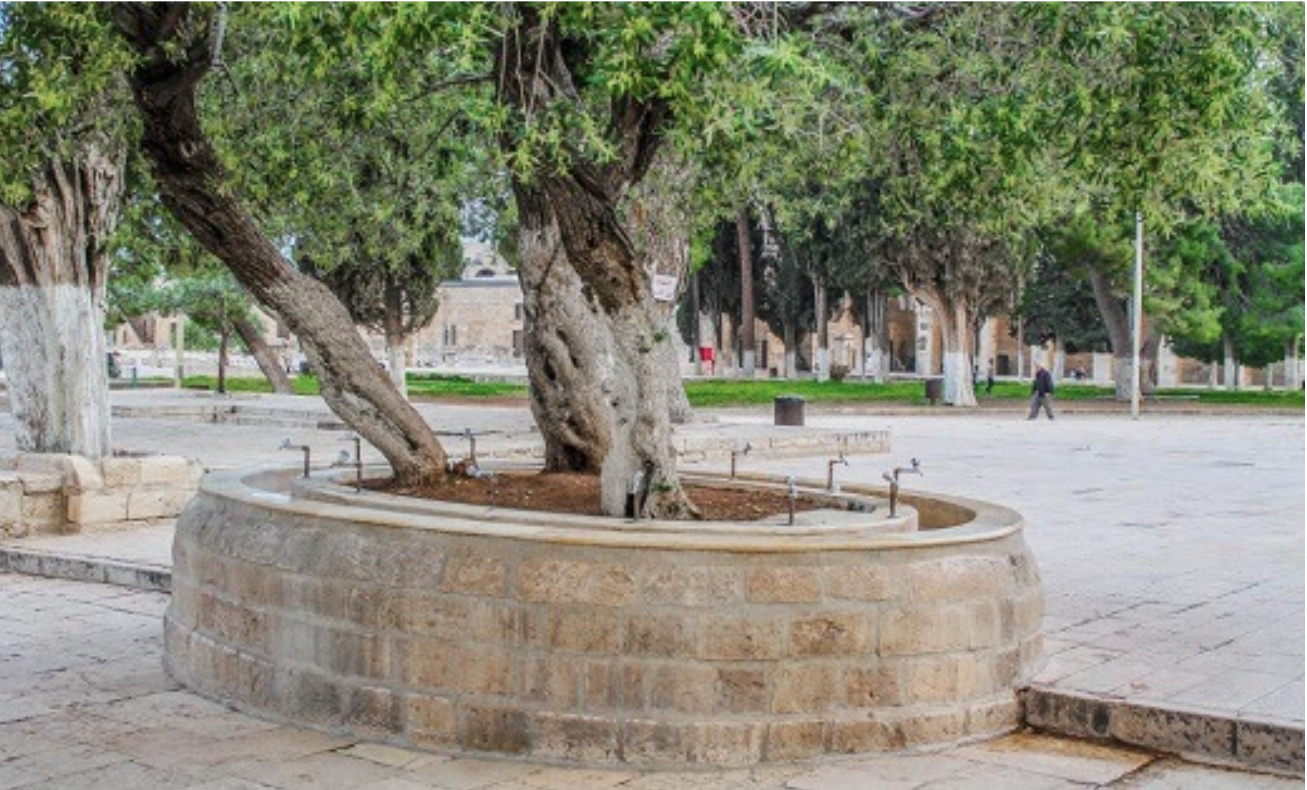 سبيل الزيتونة